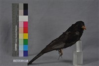 藏品(紅嘴黑鵯)的圖片